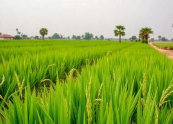 Rice Yields in Northern Nigeria Ride a Climate Rollercoaster, 30-Year Study Finds