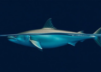 Warming oceans will reshape marine body sizes in surprising and uneven ways