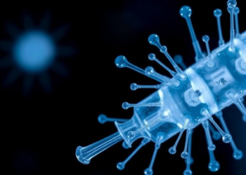 Protoplast Transfection Unlocks Rapid Engineering of Heat-Loving Phage TP-84