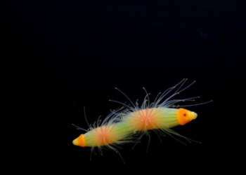 Rising CO2 Is Rewiring the Phosphorus Metabolism of Ocean Plankton