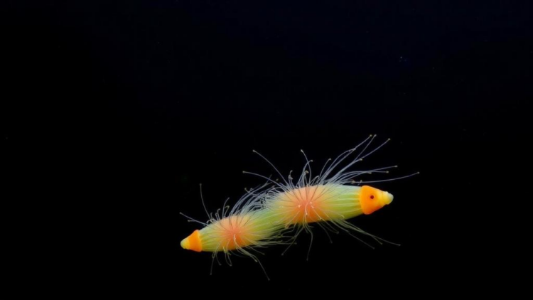 Rising CO2 Is Rewiring the Phosphorus Metabolism of Ocean Plankton