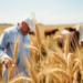 Scientists Map the Genes That Let Wheat Feed Livestock and Fill Grain Bins