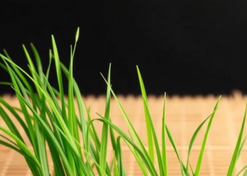 Tatami Grass Scent Shown to Boost Focus and Stress Resilience in Brain Tests