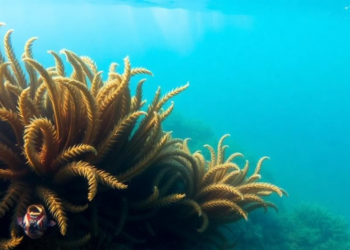 Seaweeds and Seagrasses Reveal a Clean Bill of Health for Cuba’s Remote National Park Waters