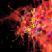 CellART turns blurry spatial gene maps into crisp single-cell atlases
