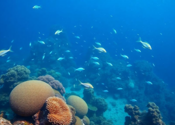 Coral Reefs of the Indo-Pacific Release Three Quintillion Eggs in a Single Spawning Season