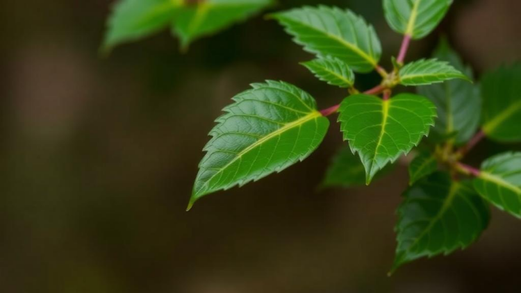 Leaf Oil from an Overlooked Asian Tree Blocks Bacterial Biofilms and Tyrosinase in New Study