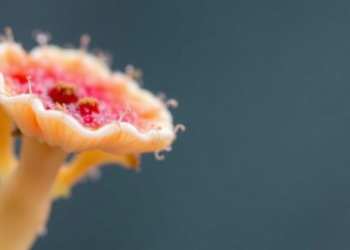 From Friend to Foe: How Actinomycetes Switch Between Symbiosis and Disease