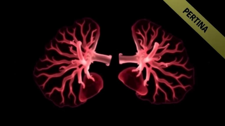 Low-Field MRI Captures Preterm Infant Lungs in Sharp Detail Without Radiation