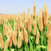Mineral Fertilizer Boosts Tanzanian Sorghum Yields by Nearly 50 Percent, National Census Analysis Finds