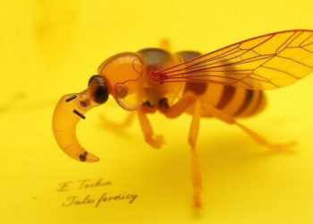 Noo-Noo: Amber Fossil Reveals Insect With Bizarre Flexible Feeding Tube From Dinosaur Era