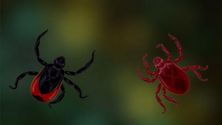 Hidden Tick- and Flea-Borne Probes in HIV Patients Reveal High Bartonella Exposure but No Active Infection