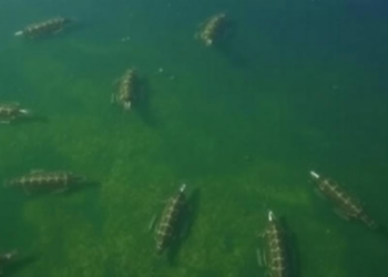 Scientists Launch $2.3 Million Push to Build First Global Lake Metabolism Database