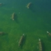 Scientists Launch $2.3 Million Push to Build First Global Lake Metabolism Database