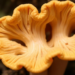 Iron-Sensing Protein Revealed as Master Switch for Aflatoxin Production in Crop Fungus