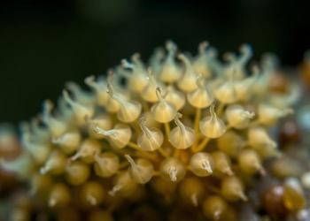 Tiny Shell-Bearing Microbes Reveal Hidden Health Clues in Bay of Bengal Mangroves