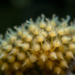 Tiny Shell-Bearing Microbes Reveal Hidden Health Clues in Bay of Bengal Mangroves