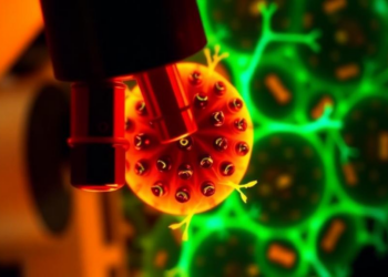 New Microscope Merges Light Sheets and AI to Film Cells in Super-Resolution 3D