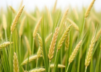 Sugar Coats from Seed Microbes Boost Wheat Growth in New Study