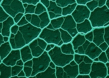Plant Flavonoid Sophoraflavanone G Cracks Staphylococcal Biofilms but Spares Pseudomonas