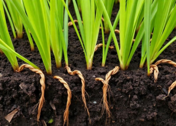 Soil Fungus Slashes Heavy Metal Buildup in Rice by Rewiring Roots and Microbes