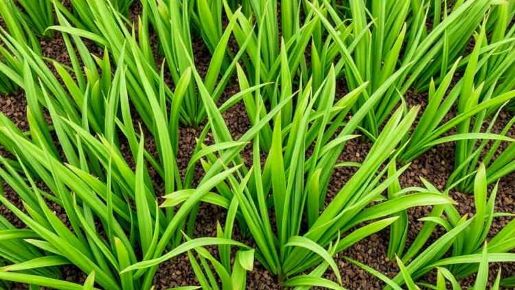 Green Manure Can Backfire: Too Much of a Good Thing Boosts Toxic Gas and Cuts Rice Yields