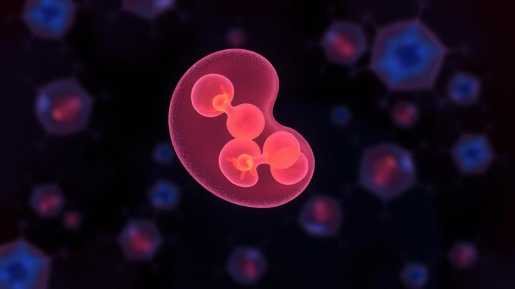 Cells Read Their Neighbors to Pinpoint Their Own Position in the Embryo