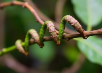 Root Compounds From a Traditional Indian Climber Show Predicted Binding to a Key Fat-Digesting Enzyme