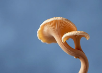 Oyster Mushroom Extract Shows Potent Anticancer Activity Against Breast Cancer Cells