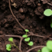 Hidden Underground Allies: How Plant–Microbe Teams Curb Greenhouse Gases