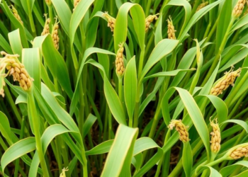Scientists Pinpoint Drought-Tough Mung Bean Lines by Merging Field Trials with DNA Markers