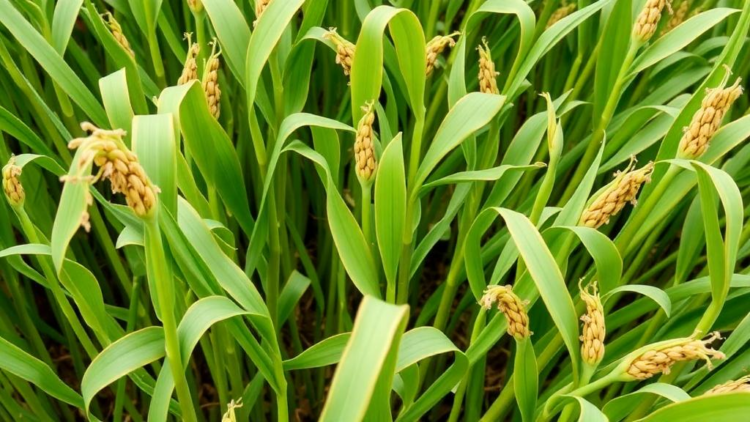 Scientists Pinpoint Drought-Tough Mung Bean Lines by Merging Field Trials with DNA Markers
