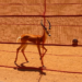 Gazelle-Inspired Algorithm Learns to Stride Through Solar Shading Problems