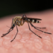 How Mosquito Mating Habits Could Make or Break Malaria Control Campaigns