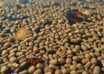 Drug-Resistant E. coli Lurks in the Waters of an Argentine River Floodplain