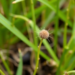 Native Weeds Reveal Molecular Secrets for Cleaning Heavy Metal Pollution