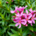 Common Oleander Shrub Yields Potent Antimicrobial Extracts in Green Chemistry Study