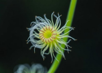 How a Rare Medicinal Plant Builds Its Silkworm-Like Rings: Multi-Omics Study Reveals the Mechanism