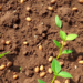 Chelated Zinc Boosts Groundnut Yields in Tricky Calcareous Soils