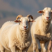 Sheep in Central Anatolia Carry a Cattle Parasite for the First Time in Türkiye