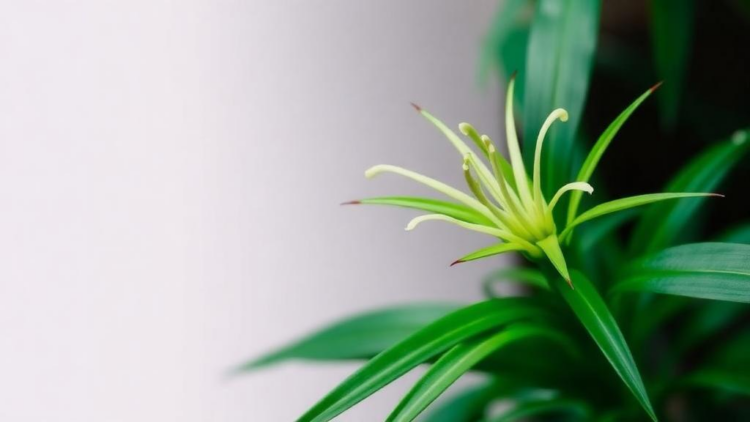 Medicinal Lily Relative Ophiopogon japonicus Recorded in India for the First Time
