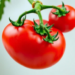 Compact tomato pangenome reveals genes steering fruit size and disease defense