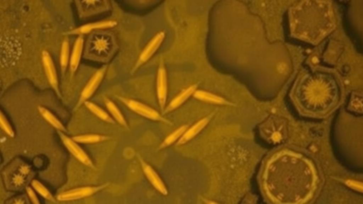 Pesticide Residues in Ethiopia’s Highland Lakes Pose High Risk to Tiny Aquatic Life