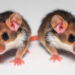 Better Survival in Mice Is Not Proof of Senolytic Anti-Ageing Success, Researchers Warn