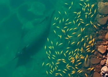 Fishers’ Knowledge Could Transform Biodiversity Monitoring in Climate-Vulnerable Blue Carbon Ecosystems