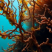 When Kelp Forests Collapse, Even the Microbes Beneath Them Change