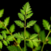 Mustard Leaf Extracts Wage Chemical Warfare on Invasive Green Amaranth Weed