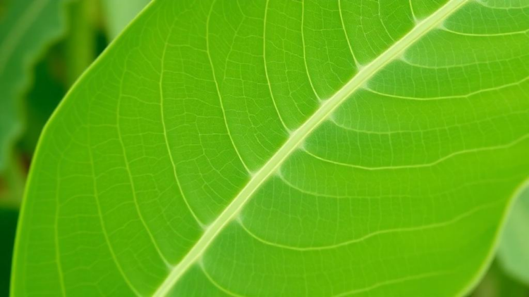 A Single DNA Letter Shapes the Soybean Leaf—and Breeders Can Now Screen for It