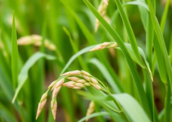 Rice Genome Study Pinpoints Shared DNA Hotspots for Toxic Metal Stress