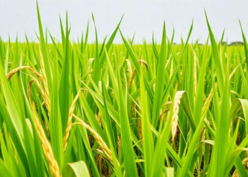 Ghana’s Traditional Rice Landraces Outshine Improved Varieties in Key Minerals, Study Finds